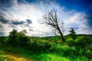 Old Tree 3