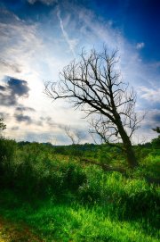 Old Tree 4