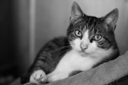 Mr. Spock 1