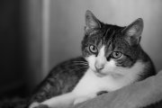 Mr. Spock 2