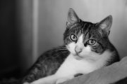 Mr. Spock 3