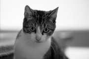Spock 3