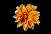 Dahlia 1