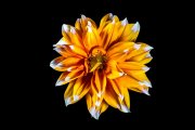 Dahlia 2