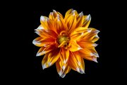 Dahlia 3
