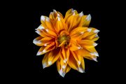 Dahlia 4