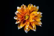 Dahlia 5