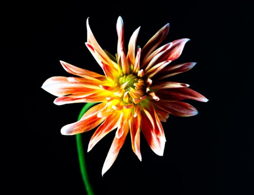 Project 511: Dahlia