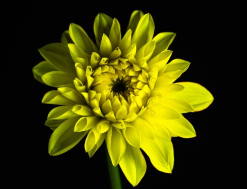 Project 512: Yellow Dahlia