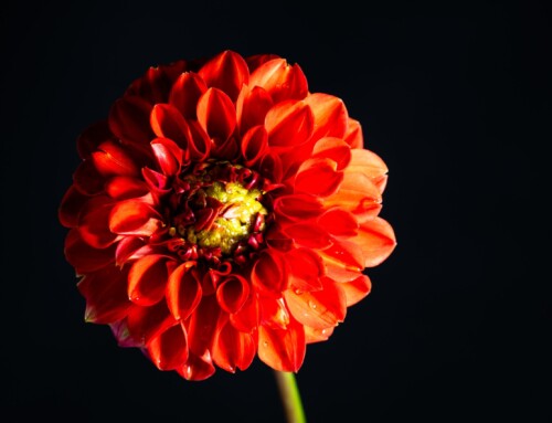 Project 513: Red Dahlia