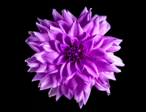 Project 517: Dahlia Flower