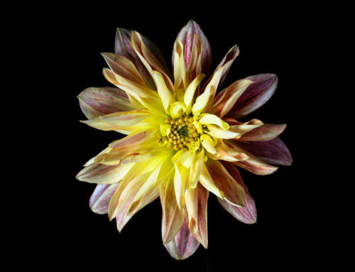 Project 520: Dahlia