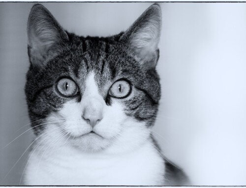 Project 529: Cats in Black & White