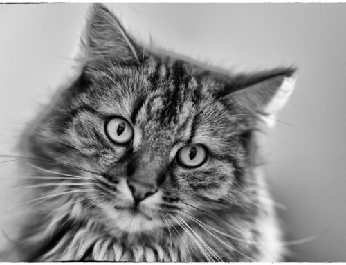 Project 566: Tomcats