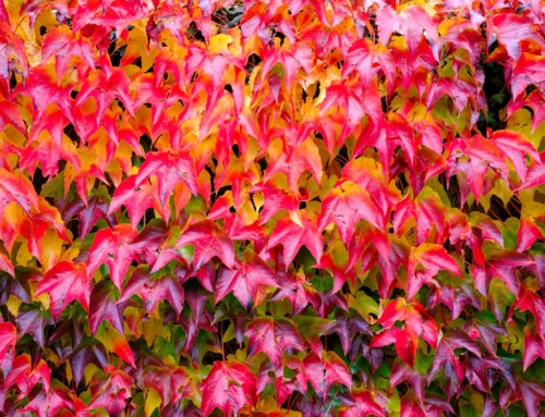 Project 568: Autumn Leaves