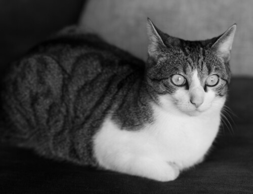 Project 570: Mr. Spock