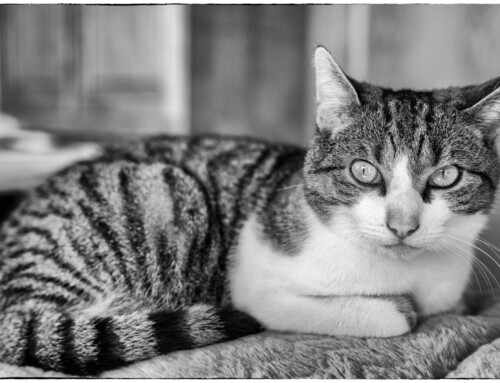 Project 560: Mr. Spock