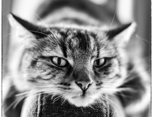 Project 582: Gandalf