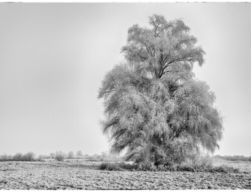 Project 583: Donaumoos HDR