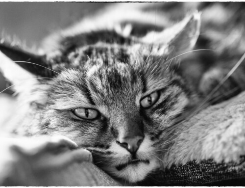 Project 585: Tomcats