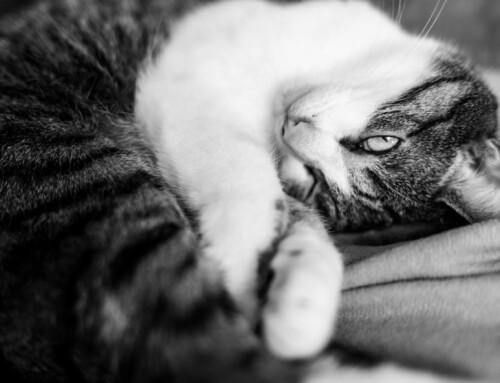 Project 587: Mr. Spock