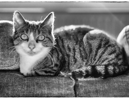 Project 588: Mr. Spock