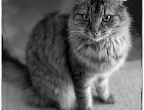 Project 592: Gandalf