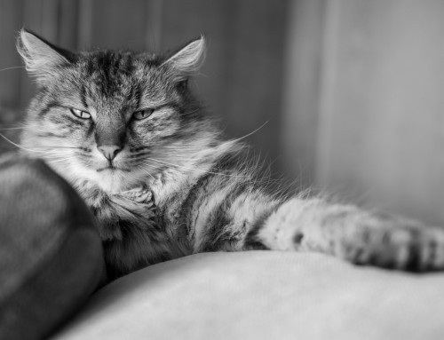 Project 592: Tomcats