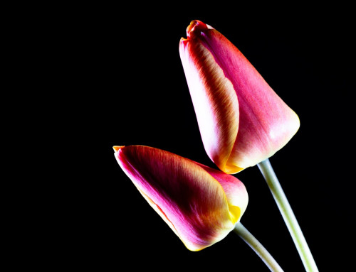 Project 593: Tulips