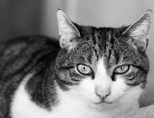 Project 594: Mr. Spock