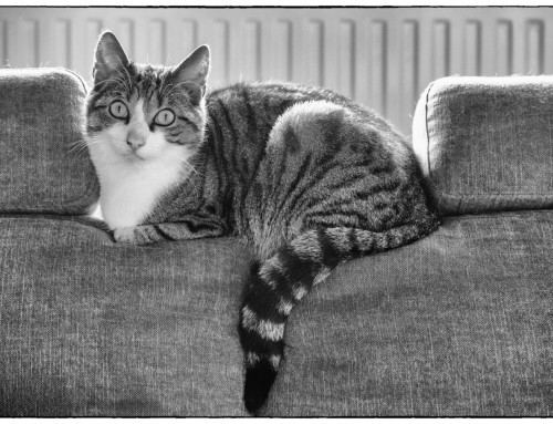 Project 595: Mr. Spock