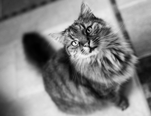 Project 599: Gandalf