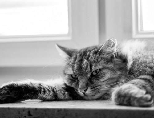 Project 600: Gandalf