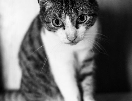 Project 604: Mr. Spock