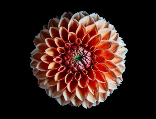 Project 608: Dahlia
