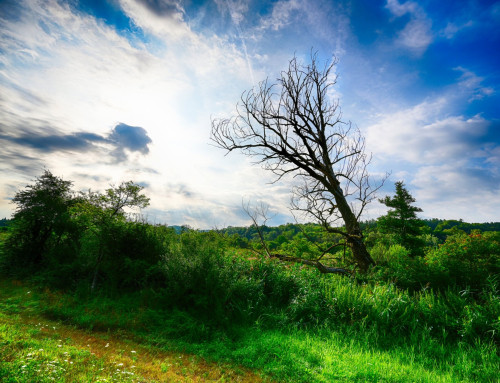 Project 610: Old Tree