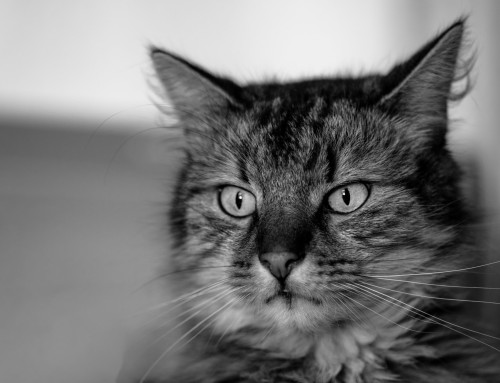 Project 617: Gandalf