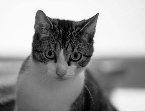 Project 619: Spock