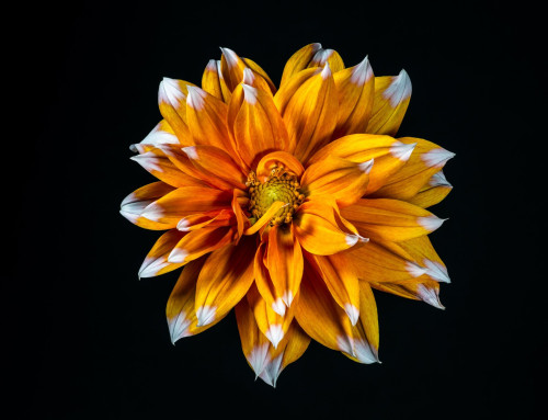 Project 622: The Dutch Explosion
